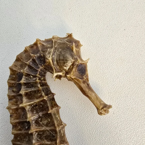 Vintage Taxidermy Seahorse Skeleton Natural Specimen 5" Hippocampus Erectus - Picture 6 of 14